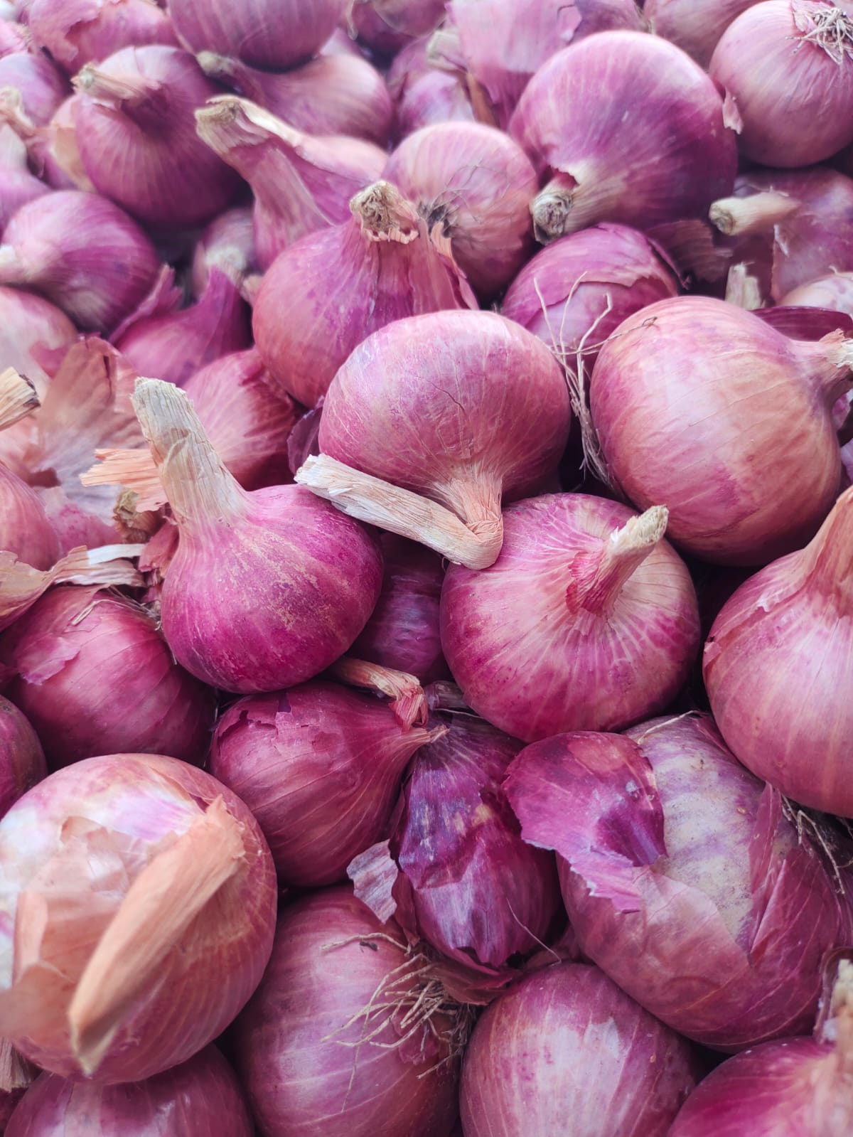 Fresh Onions